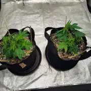 ganja farmer 2