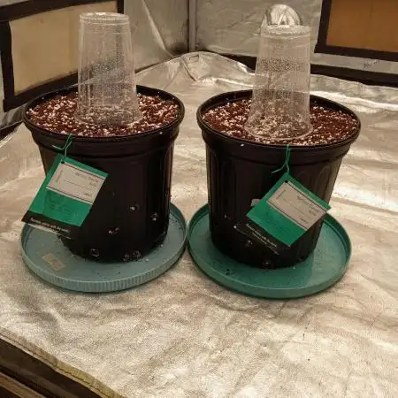 ganja farmer 1