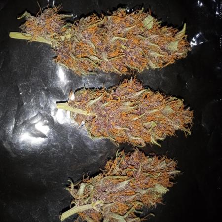purple skunk auto #2
