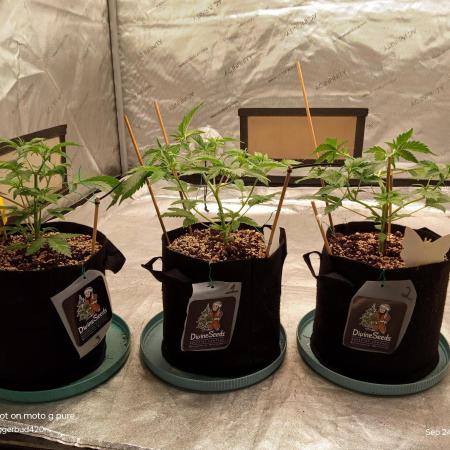 Divine seeds
