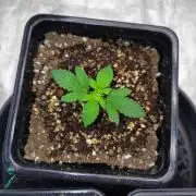 ganja farmer 1