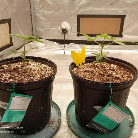 ganja farmer 1