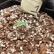 eternity grow cup 2026