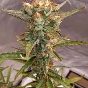 ganja farmer 1