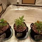 Divine seeds