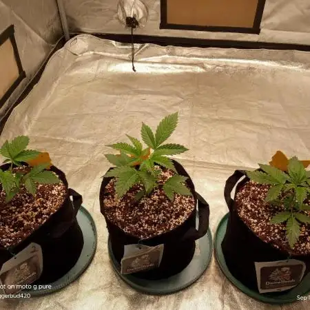 Divine seeds