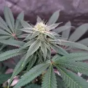 ganja farmer 2