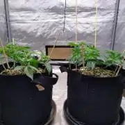 ganja farmer 1