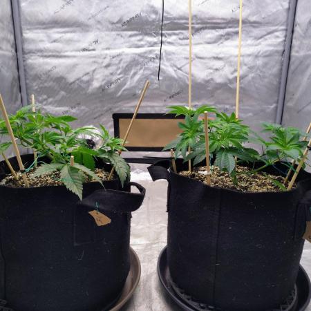 ganja farmer 1