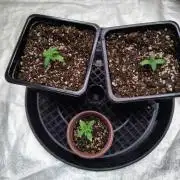 ganja farmer 2