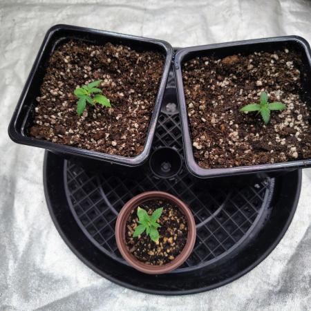 ganja farmer 2
