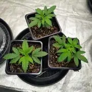 ganja farmer 1