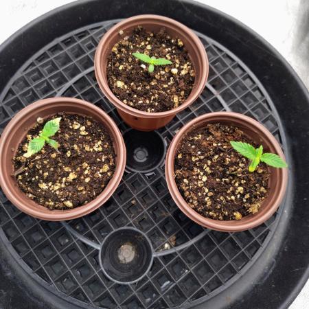 ganja farmer 2