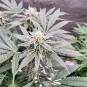 ganja farmer 1