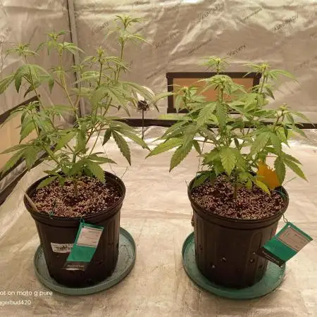 ganja farmer 1