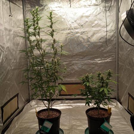 ganja farmer 1