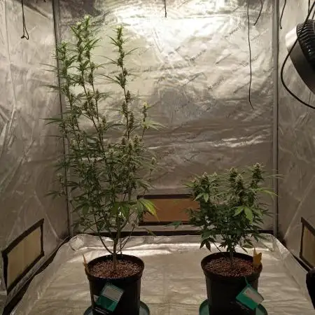 ganja farmer 1