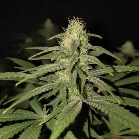 eternity grow cup 2026