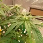 ganja farmer 2