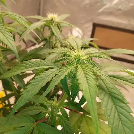ganja farmer 2