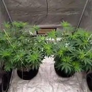 ganja farmer 1