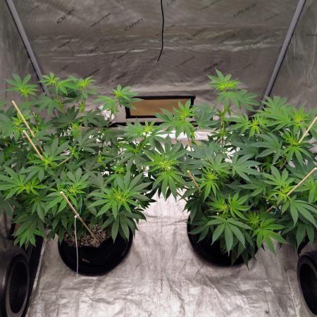 ganja farmer 1