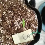 eternity grow cup 2026