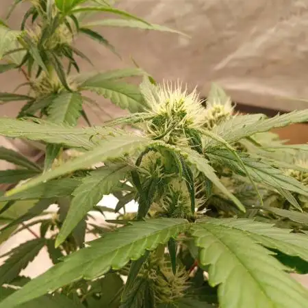 ganja farmer 2