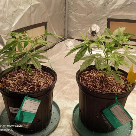 ganja farmer 1