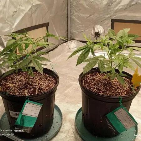 ganja farmer 1