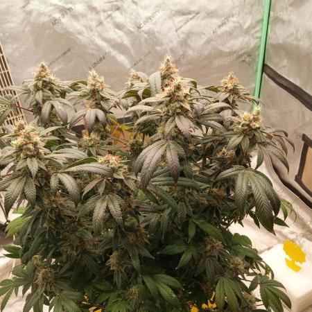northern lights