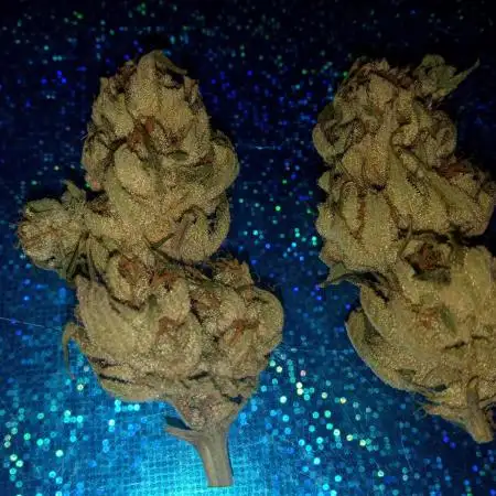 maui waui