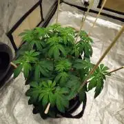 ganja farmer 1