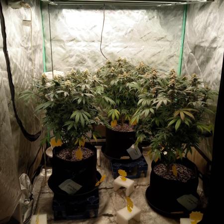 northern lights