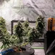 walter whitebh1