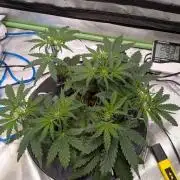 walter whitebh1