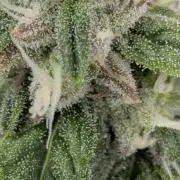 walter whitebh1