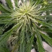 walter whitebh1