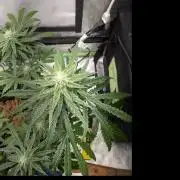 walter whitebh1