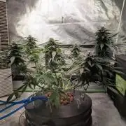 walter whitebh1
