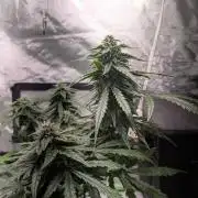 walter whitebh1