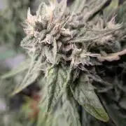walter whitebh1