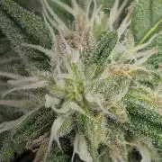 walter whitebh1