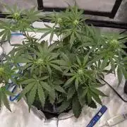 walter whitebh1