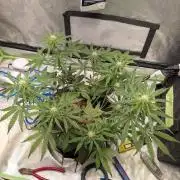 walter whitebh1