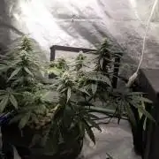 walter whitebh1