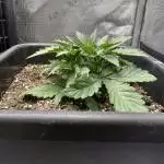 Cotton GMO ~ Lez Grow!