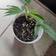 Green Gello By InfiniteFire