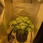 One Dream White Widow