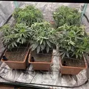 Beanfiendz Caddy Runtz & Neon Icon